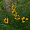 Fleur Coreopsis des teinturiers bio