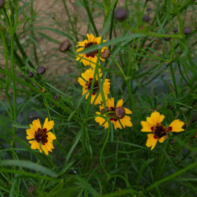 Fleur Coreopsis des teinturiers bio