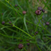 Fleur Coreopsis des teinturiers bio