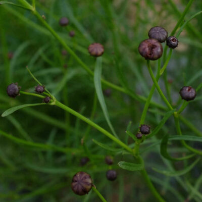 Fleur Coreopsis des teinturiers bio