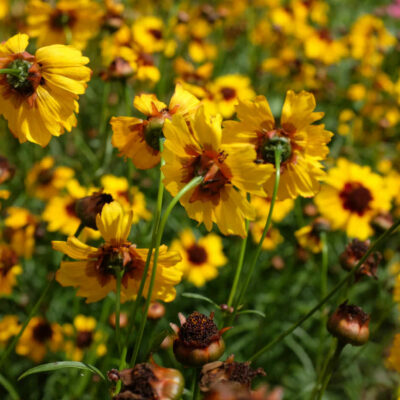 Fleur Coreopsis des teinturiers bio