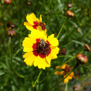 Fleur Coreopsis des teinturiers bio