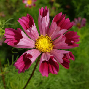 Fleur cosmos piper red bio