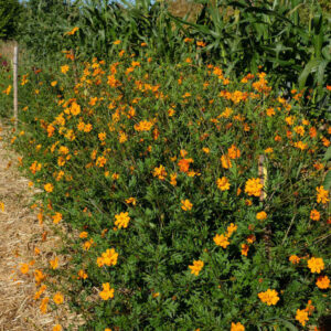 fleur cosmos sulphureux bio