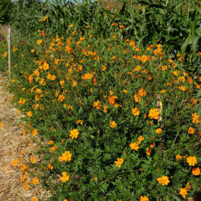 fleur cosmos sulphureux bio