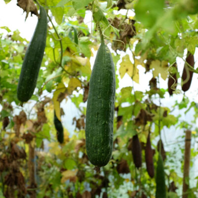 Courge éponge bio