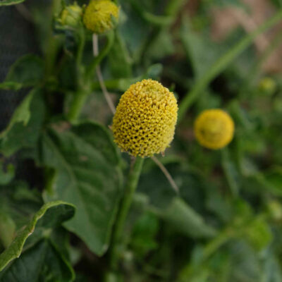 Fleur bio Cresson de Para