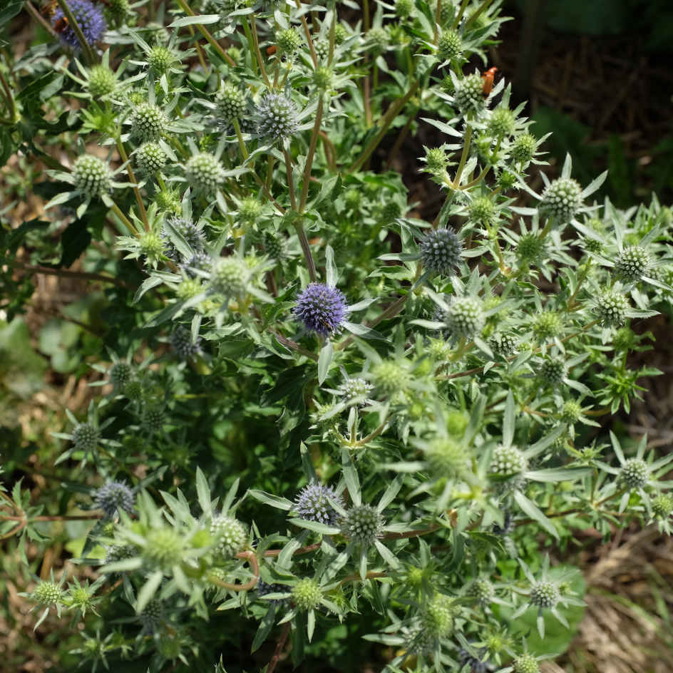 Graines D'Eryngium Superbum (Panicaut) - 20 Graines - Vivace Ornementale Bleu Acier