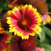 Fleur Gaillarde Arizona Sun bio