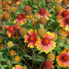 Fleur Gaillarde Arizona Sun bio