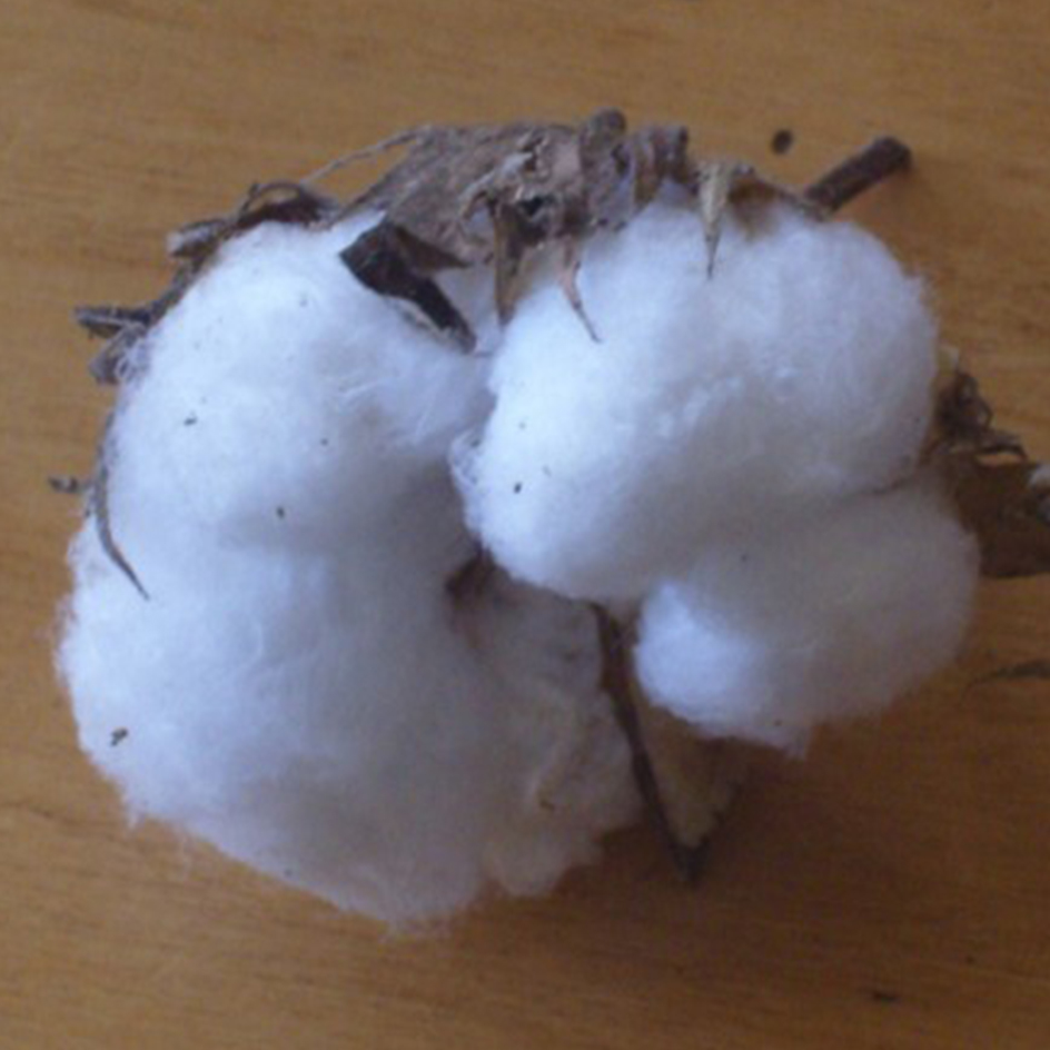 5 Graines D'arbre à Coton Gossypium Barbadense - Coton Blanc Pur, Plante Tropicale Pour Jardin