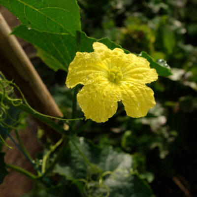 Courge éponge bio