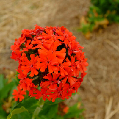 Fleur Croix de Malte