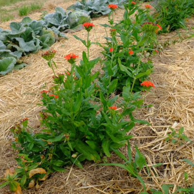 Fleur Croix de Malte bio