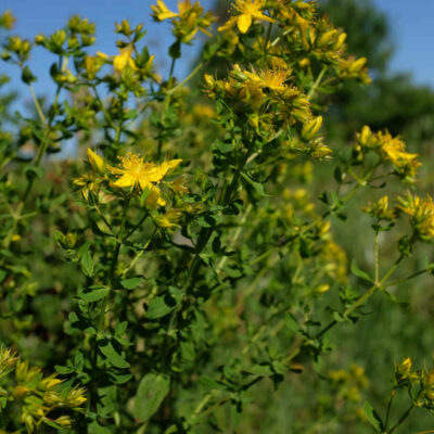 Fleur Millepertuis bio