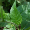 Fleur Nicotiana Mutabilis