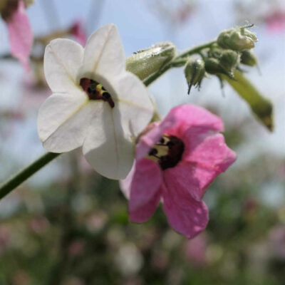 Fleur Nicotiana Mutabilis