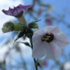 Fleur Nicotiana Mutabilis