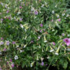 Fleur Nicotiana Mutabilis