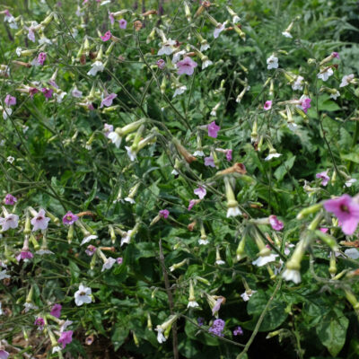 Fleur Nicotiana Mutabilis