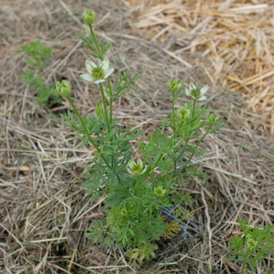 Fleur Cumin noir bio