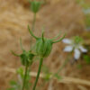 Fleur Cumin noir bio