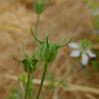 Fleur Cumin noir bio