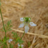 Cumin noir bio