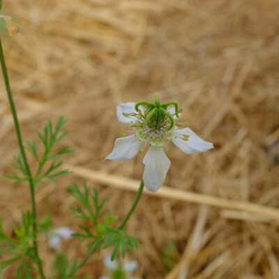 Cumin noir bio