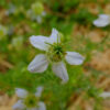 Cumin noir bio