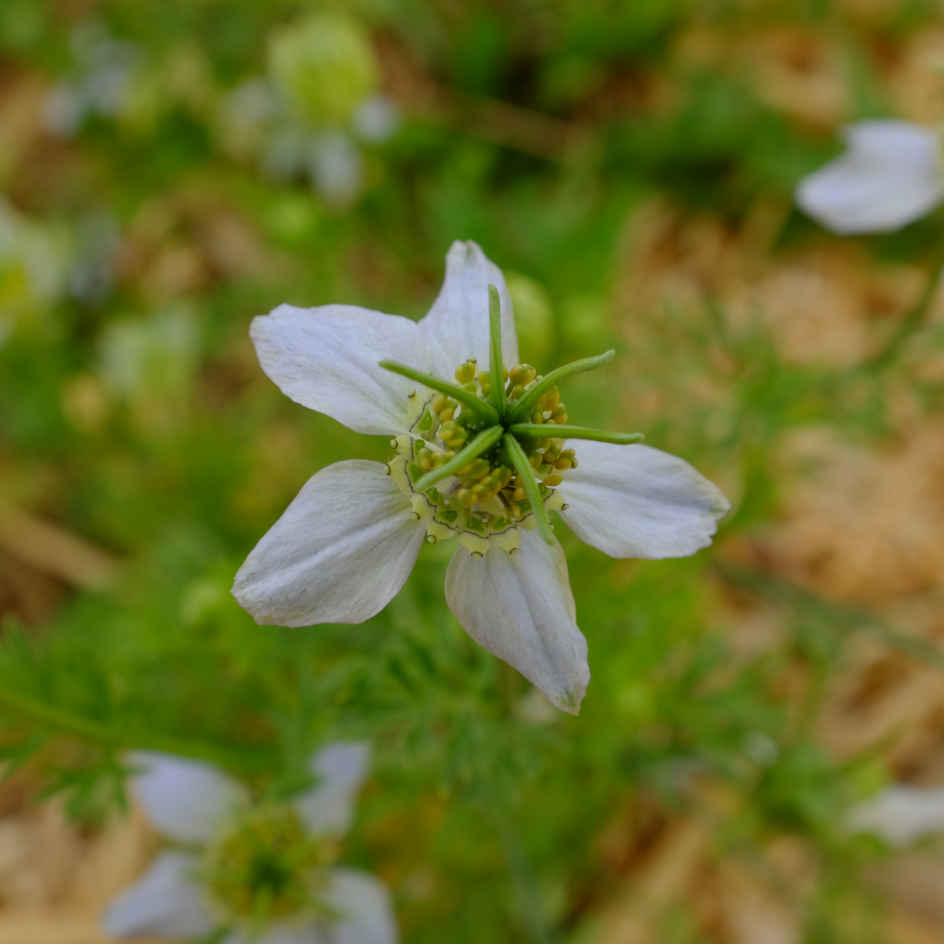 Cumin noir Bio