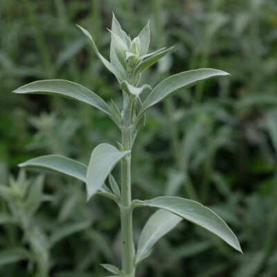 Fleur sauge blanche bio
