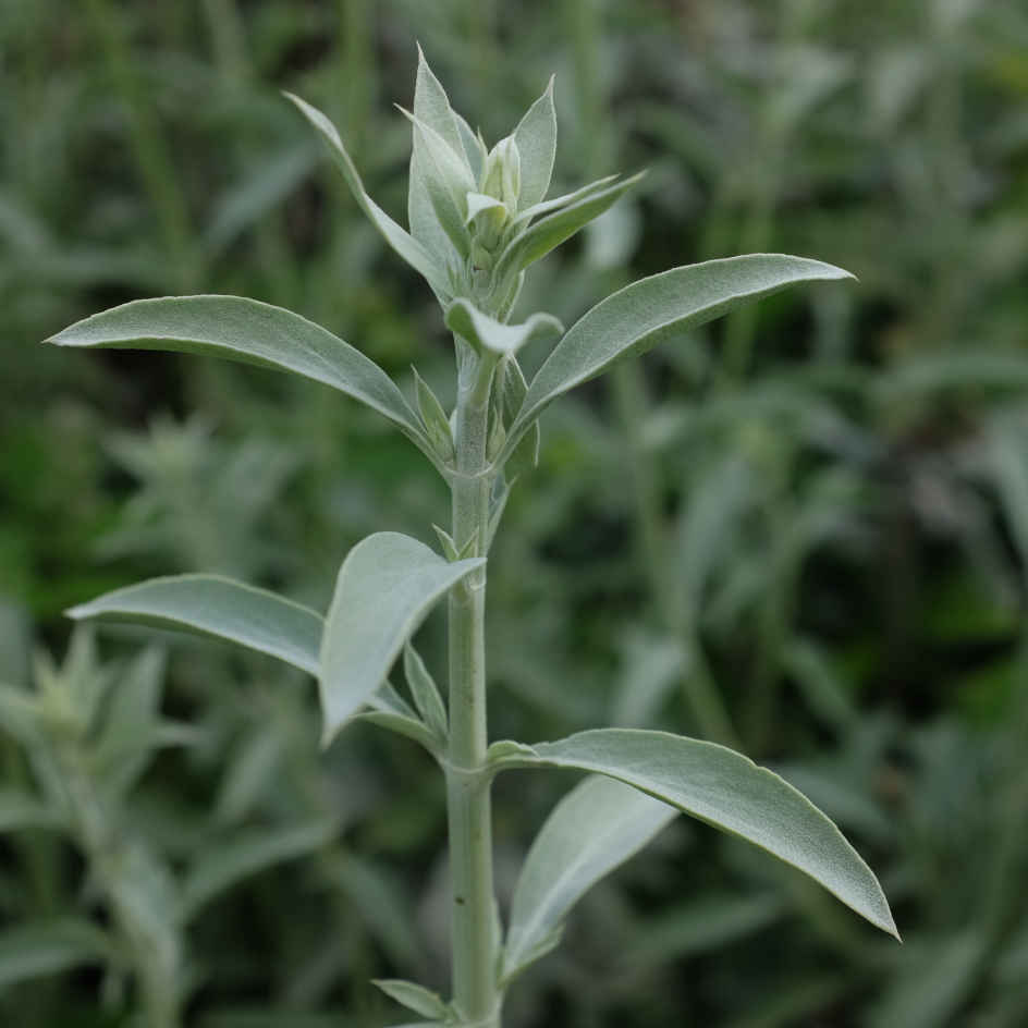 Sauge blanche Bio