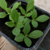 Fleur sauge blanche bio