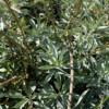 Plante Fleur sauge blanche bio