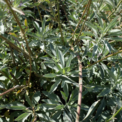 Plante Fleur sauge blanche bio