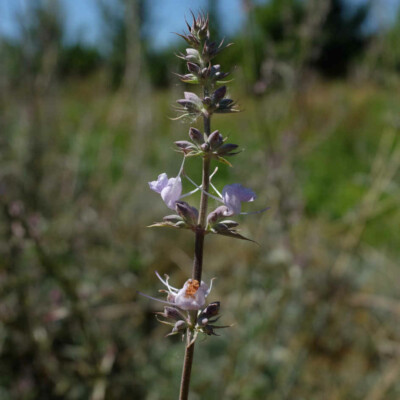 Fleur sauge blanche bio