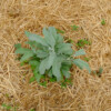 plante sauge blanche bio