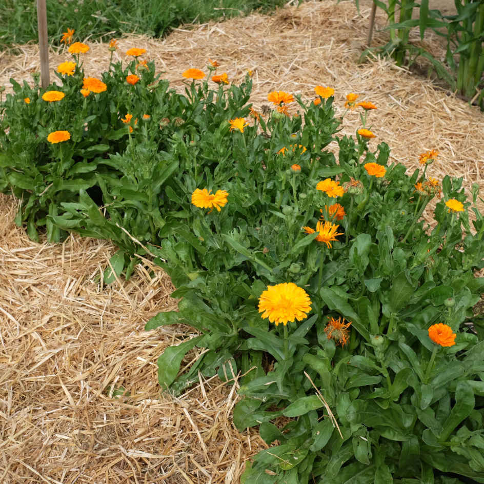 Fleur Assistance - Grossiste en fleurs coupées et feuillages frais