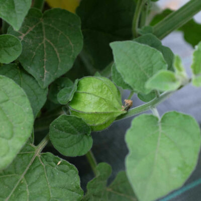 Physalis Peruviana bio