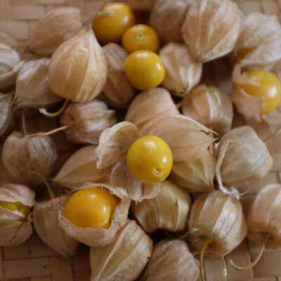 Physalis Peruviana bio