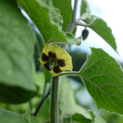 Physalis Peruviana bio