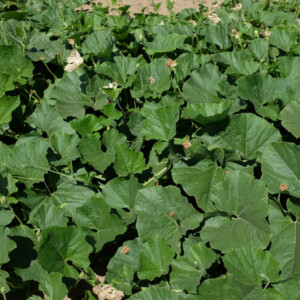 Gourde Pèlerine des Conscrits Vendéen Bio - 12 graines