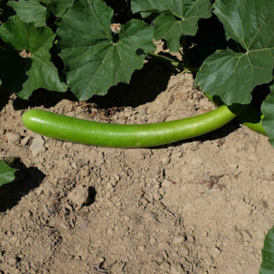 Courge cucuzzi bio