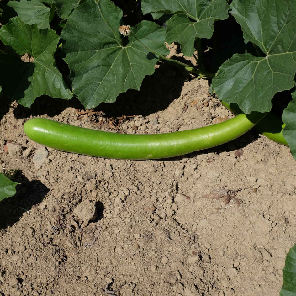 Gourde Cucuzzi Bio