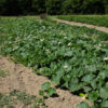 Courge cucuzzi bio