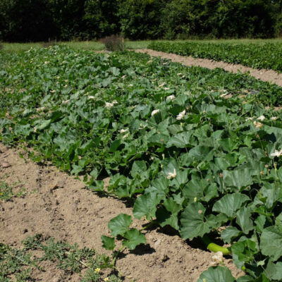 Courge cucuzzi bio