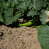 Courge cucuzzi bio