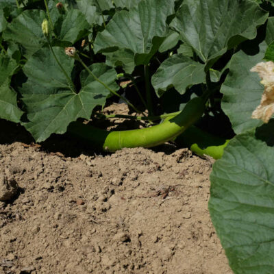 Courge cucuzzi bio