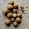 Gourde mini Nigeria bio